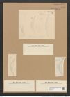 Cystopleura gibberula var. protracta Grun. (de-Toni-Nr.: Genus 103, Species 3129) Zeichnungen Sammlung Grunow Nr. 6421 (NHMW-BOT-W0375101)